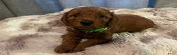 Cavapoo dogs for sale: Cavapoo F1BB puppies  in Grimsby - Advert 4