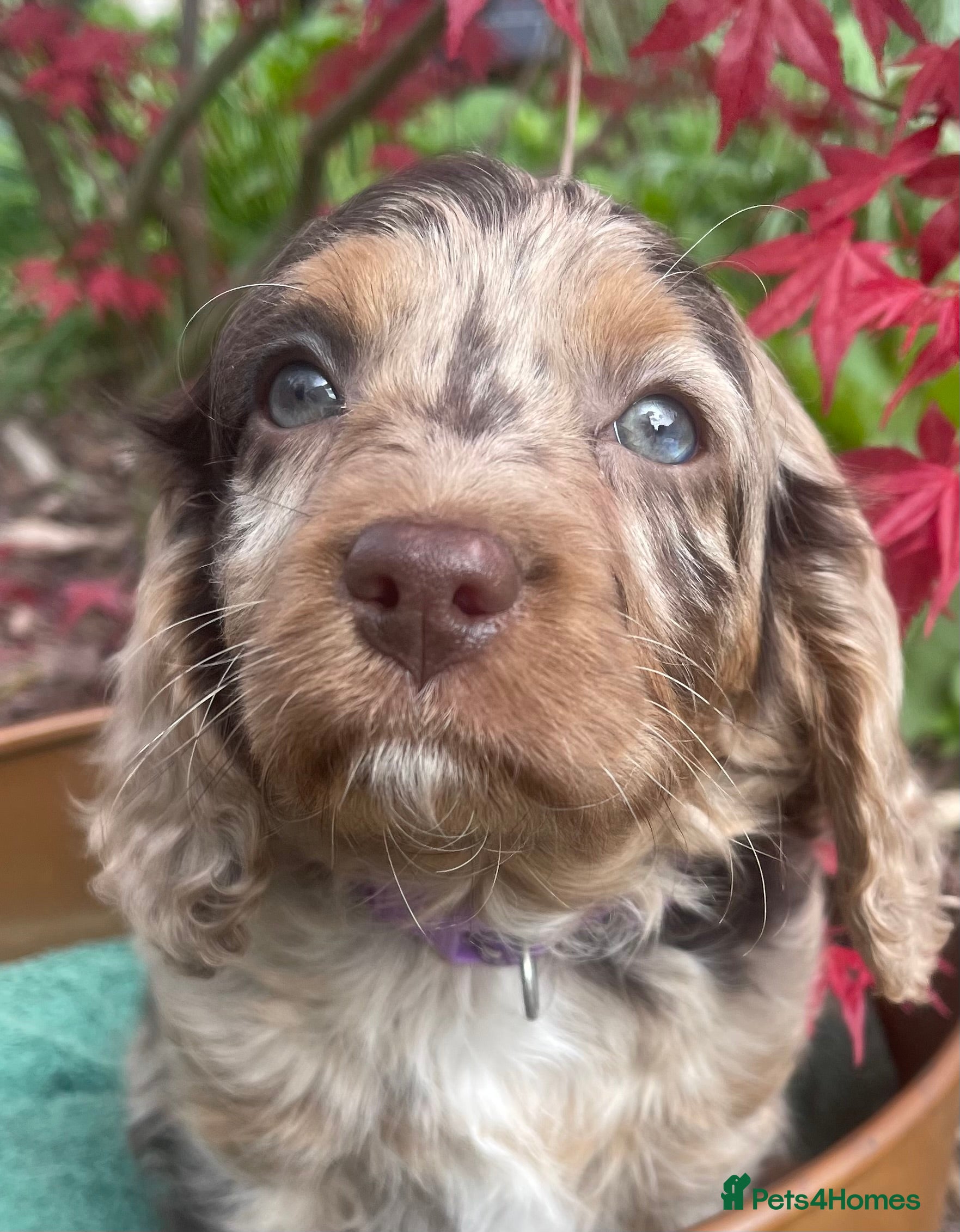 Cavapoo dogs Adorable baby girl Health tested Parents  - Advert 2
