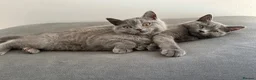 British Shorthair cats for sale: pure pedigreeBritish shorthairs kittens - Advert 2