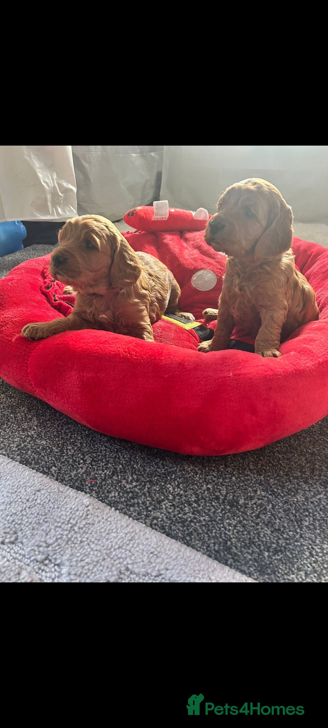 Cockapoo dogs F1 Toy fox red cockerpoos ready to leave 23rd Dec! - Advert 7