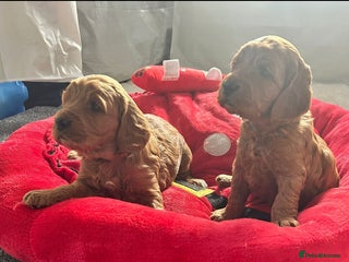 Cockapoo dogs F1 Toy fox red cockerpoos ready to leave 23rd Dec! - Advert 7