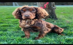 Cocker Spaniel dogs for sale: Working Cocker Spaniel Puppies for Sale - Image 3