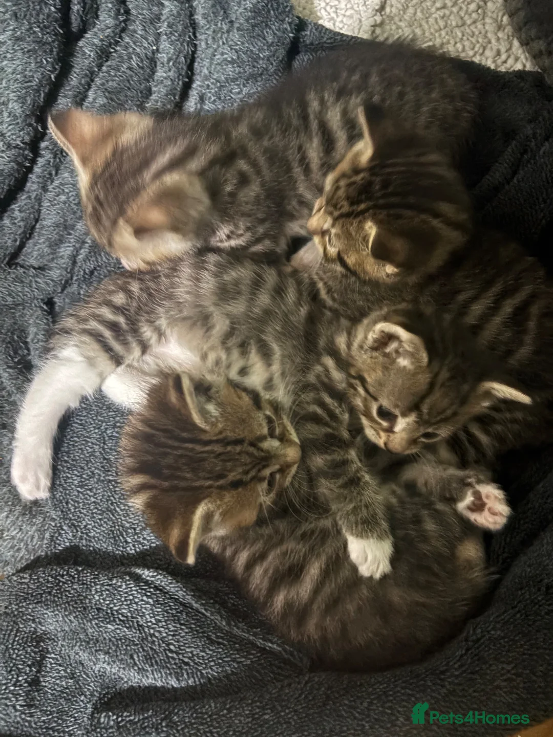 British Shorthair cats for sale: Kitten in Cardiff - Advert 6
