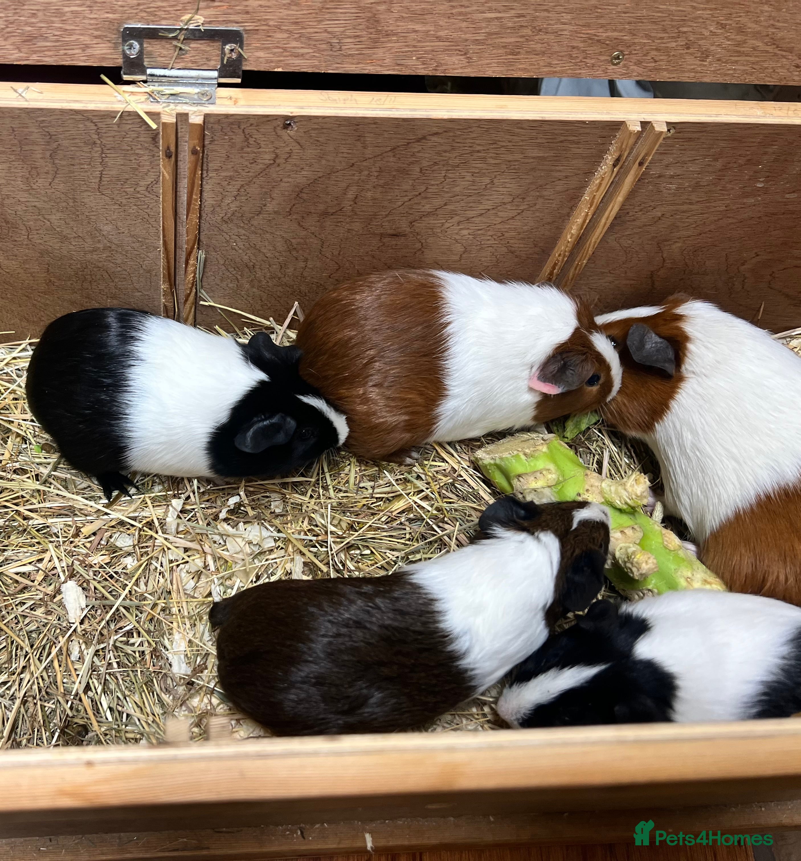 Guinea Pig rodents Group of bonded Dutch male/boar guinea pigs - Advert 1