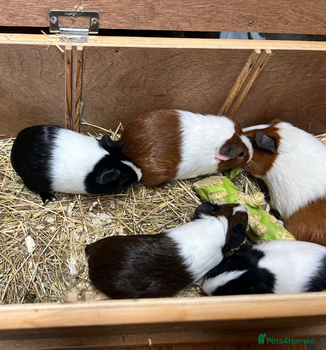 Guinea Pig rodents for sale: Group of bonded Dutch male/boar guinea pigs - Advert 1