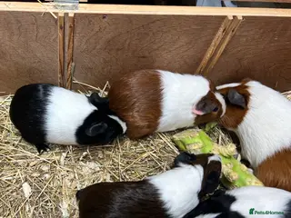 Guinea Pig rodents Group of bonded Dutch male/boar guinea pigs - Advert 2