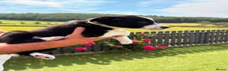 Border Collie dogs for sale: Border collie puppies  - Advert 9