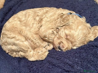 Mini Goldendoodle dogs Miniature Goldendoodle F1b Puppies - Advert 14