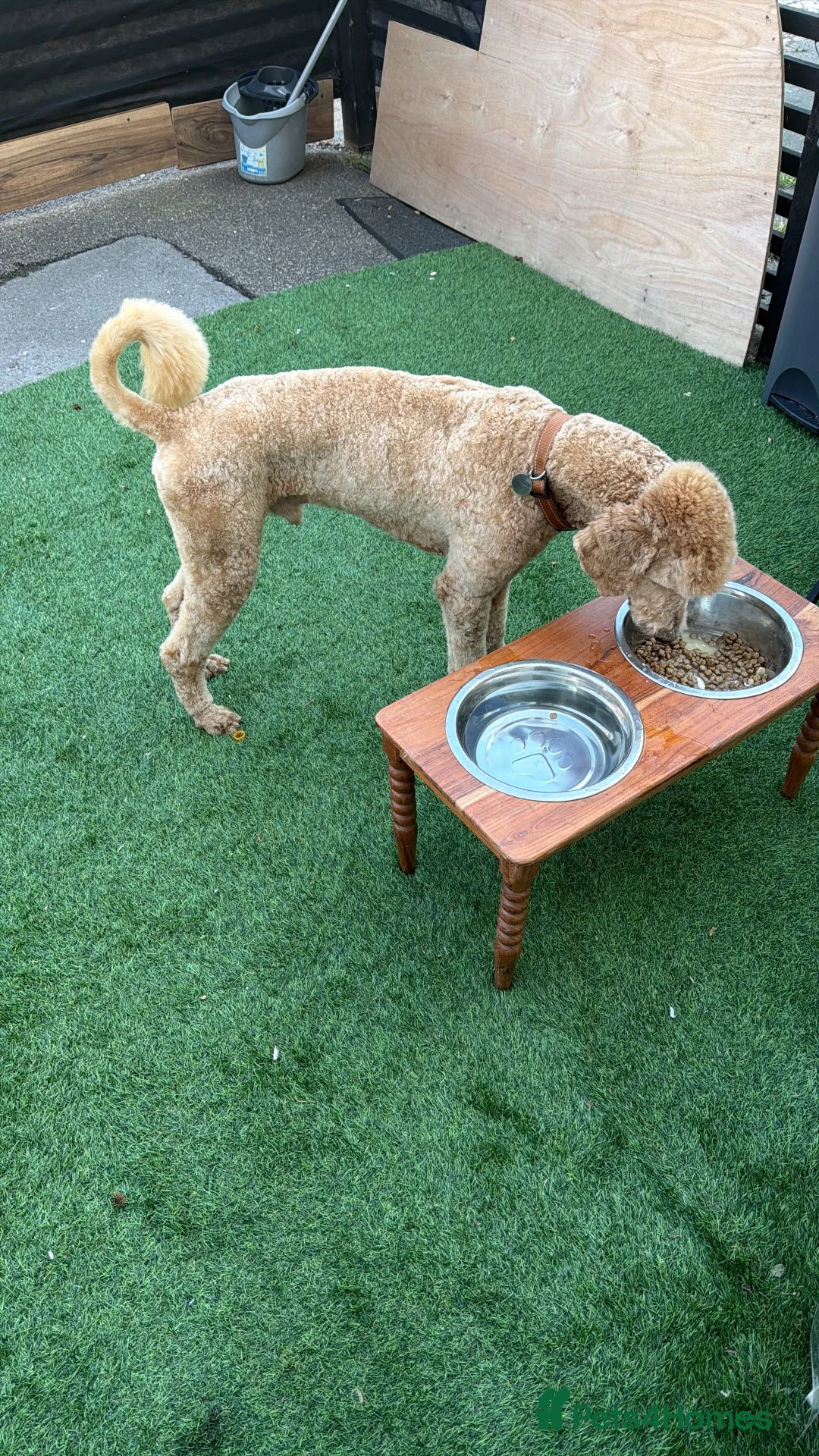 Standard Poodle dogs for stud: KC Registered Standard Poodle Stud Dog in London - Advert 2