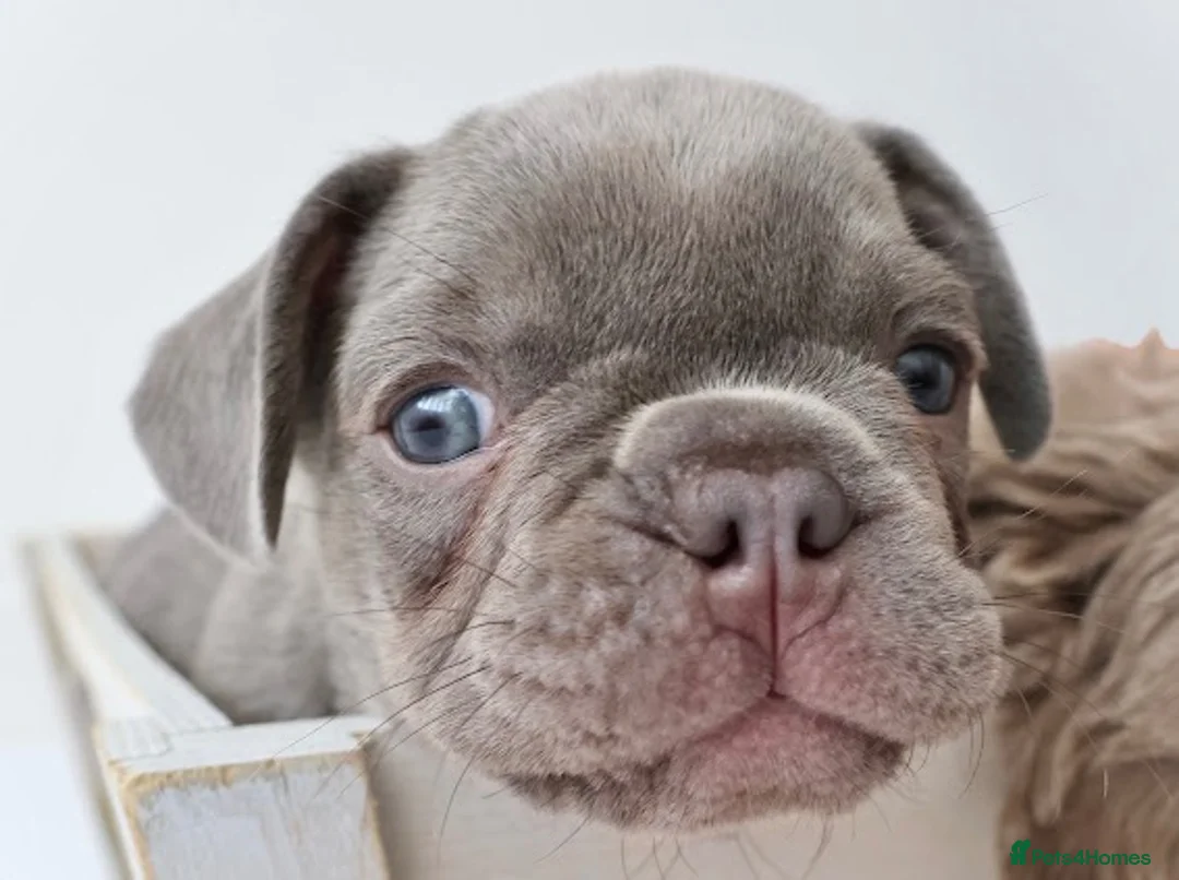 French Bulldog dogs for sale: Micro french bulldog puppies  - Advert 2