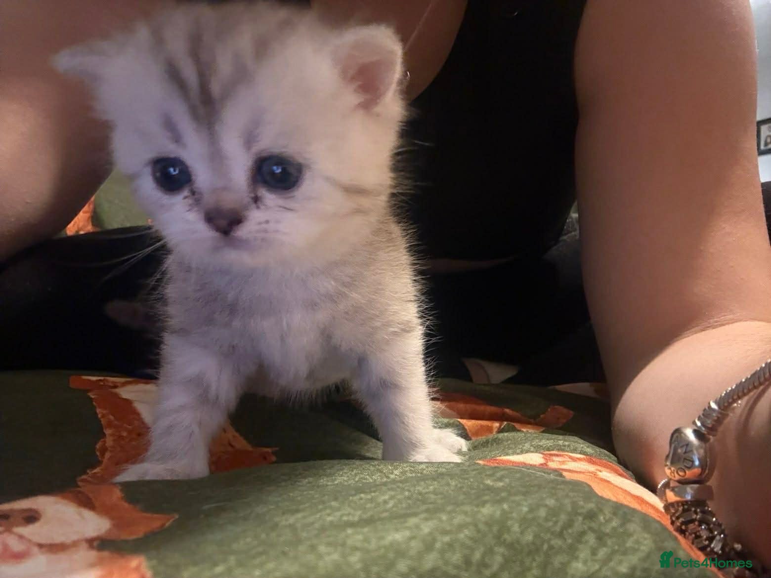 Persian cats Persian silver chinchilla - Advert 4