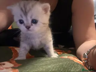 Persian cats Persian silver chinchilla - Advert 4