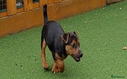 Jack Russell dogs for sale: Jack Russell's Miniature pup Ready to leave Now in Dagenham - Image 18