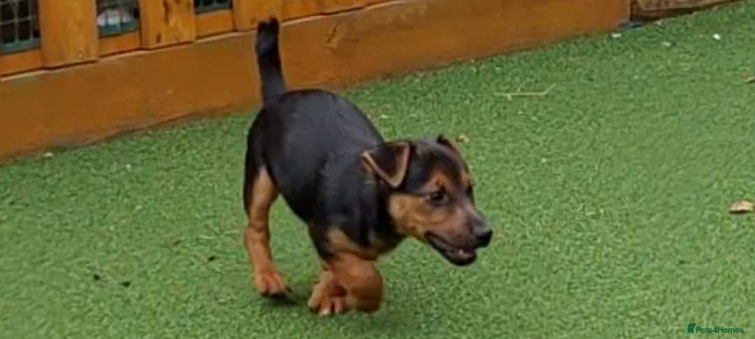 Jack Russell dogs for sale: Jack Russell's Miniature pup Ready to leave Now in Dagenham - Image 18
