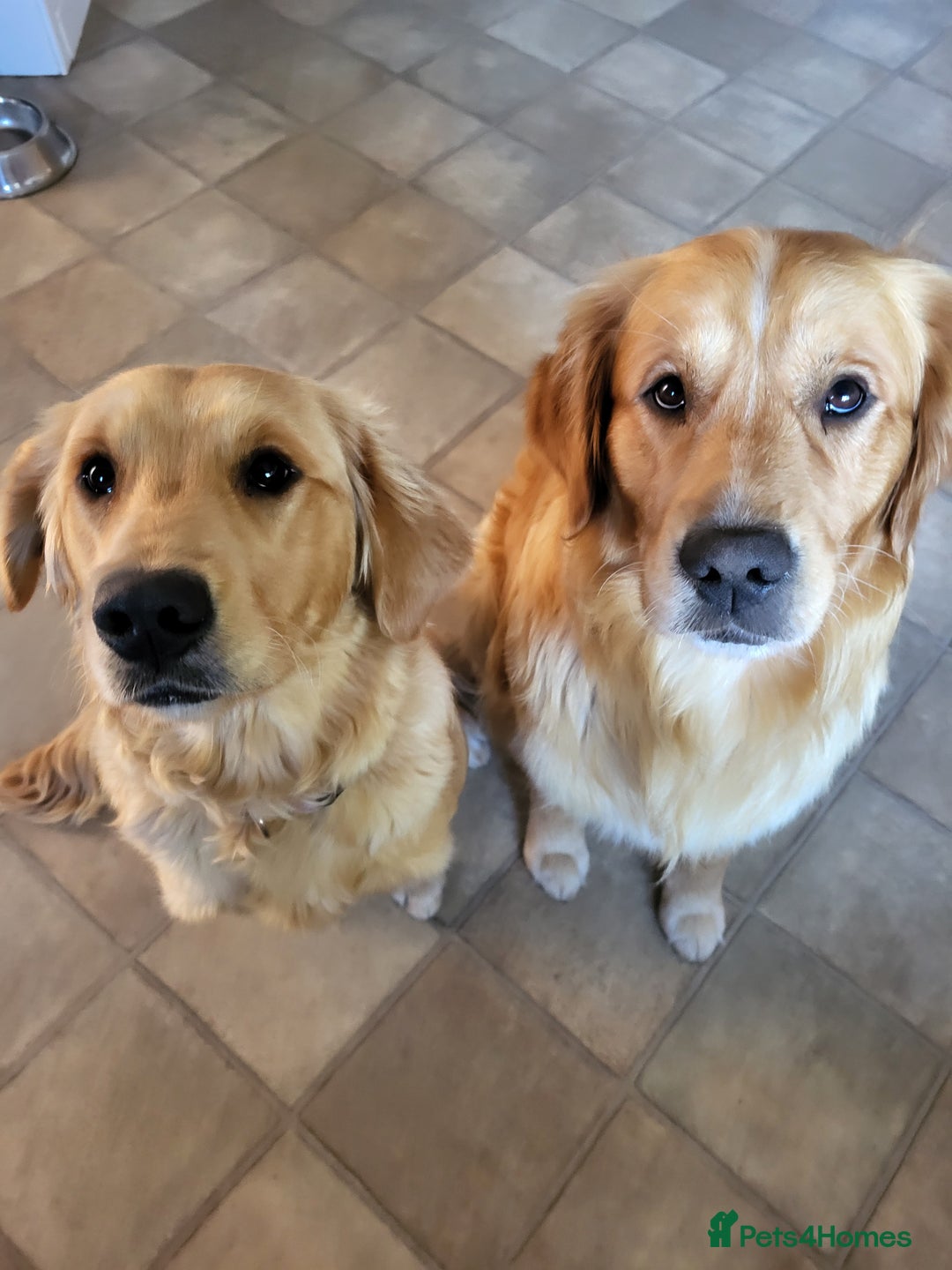 Golden Retriever dogs for stud: Stunning Golden Retriever for stud - Image 3