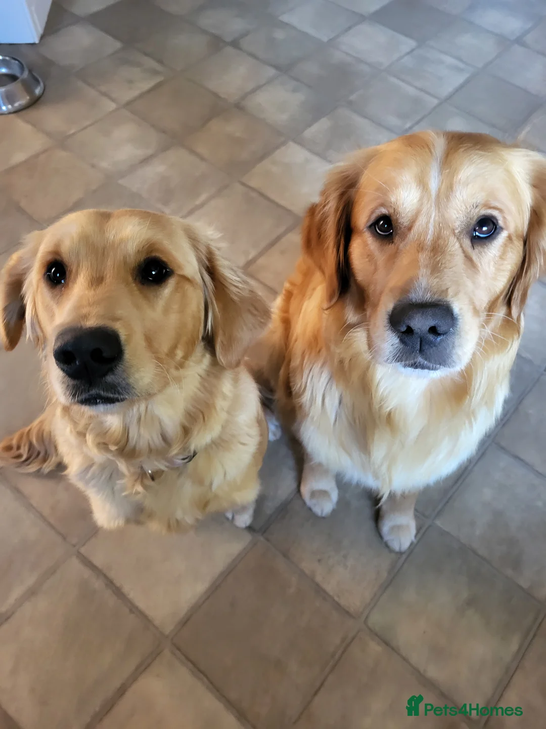 Golden Retriever dogs for stud: Stunning Golden Retriever for stud - Advert 3