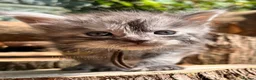Maine Coon cats for sale: TICA registred Maine coon kittens. Rare colours  - Advert 14