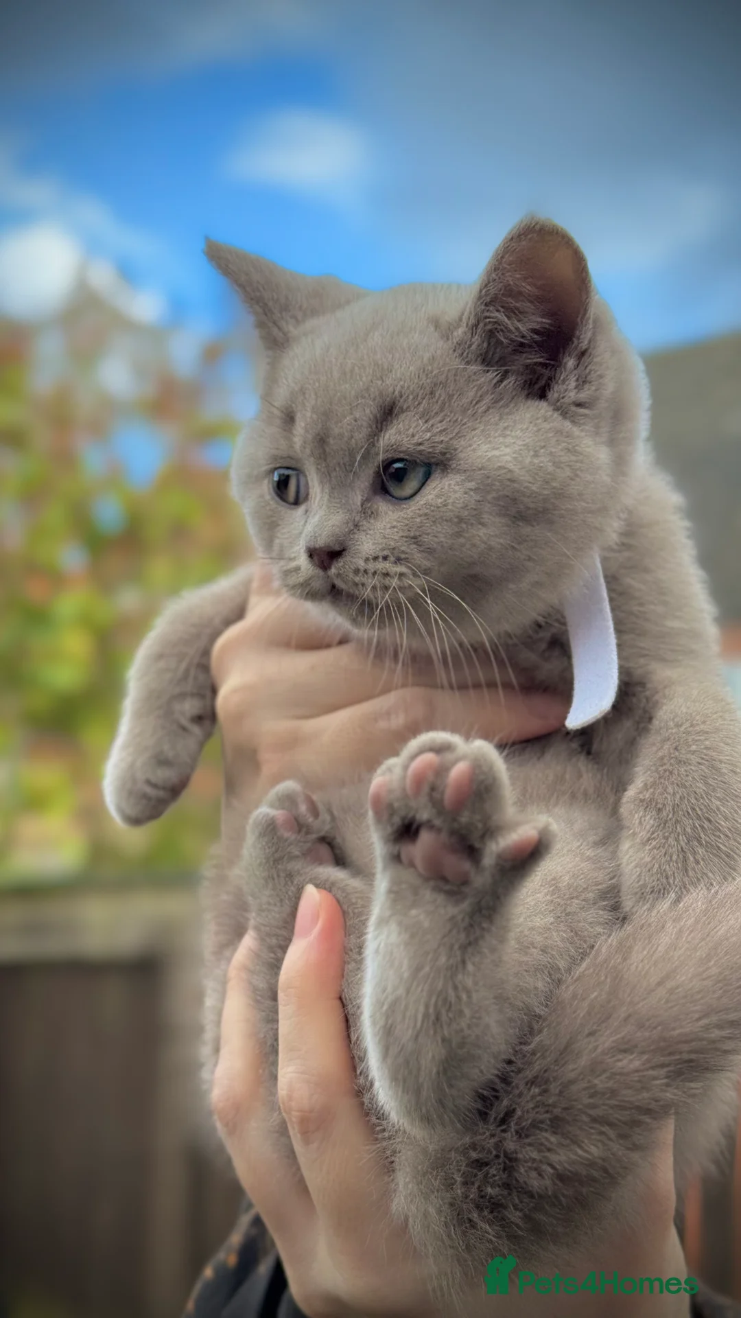 British Shorthair cats for sale: Adorable British Shorthair Blue and Lilic kittens - Advert 34