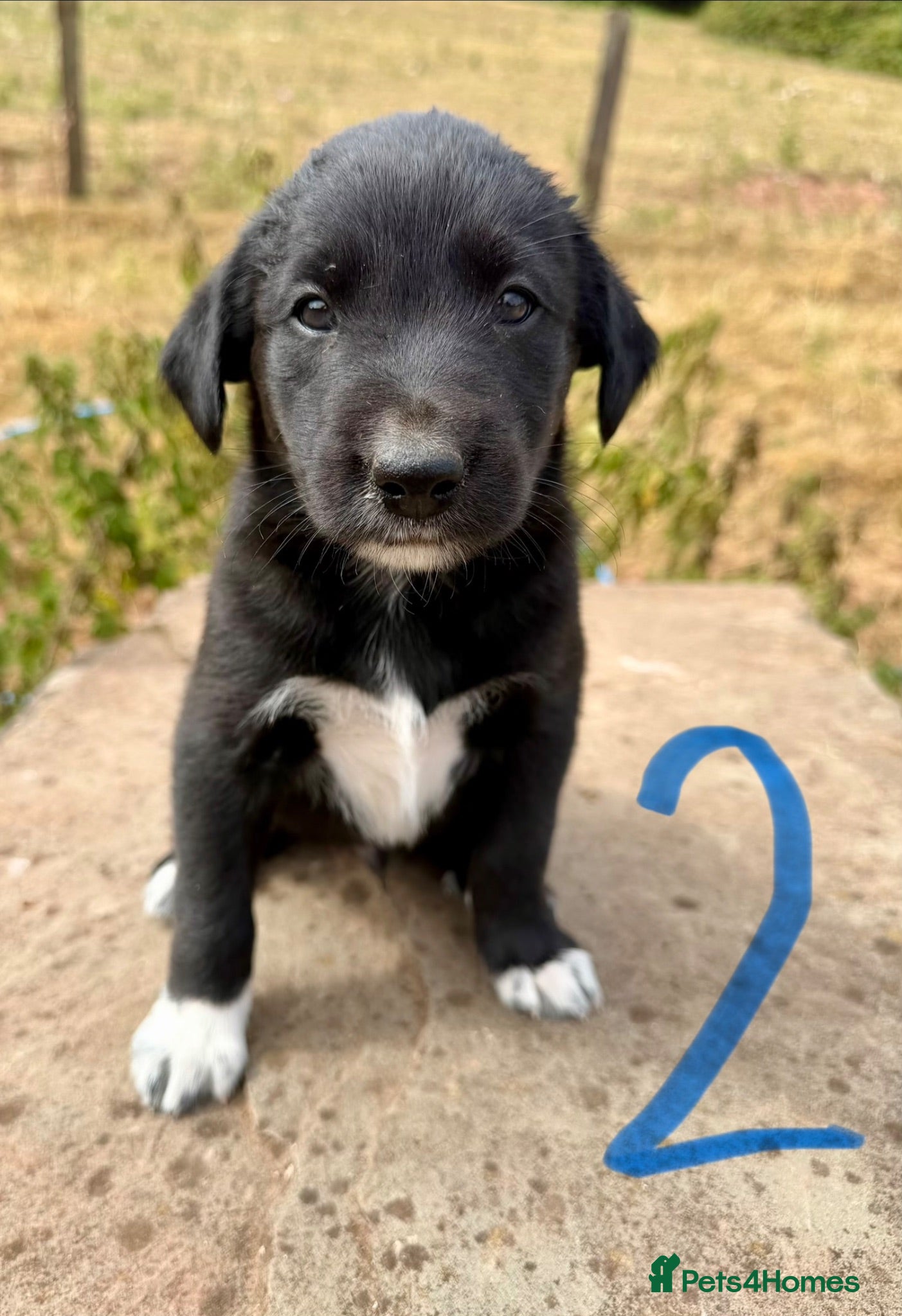 Borador dogs Lab x collies  - Advert 1