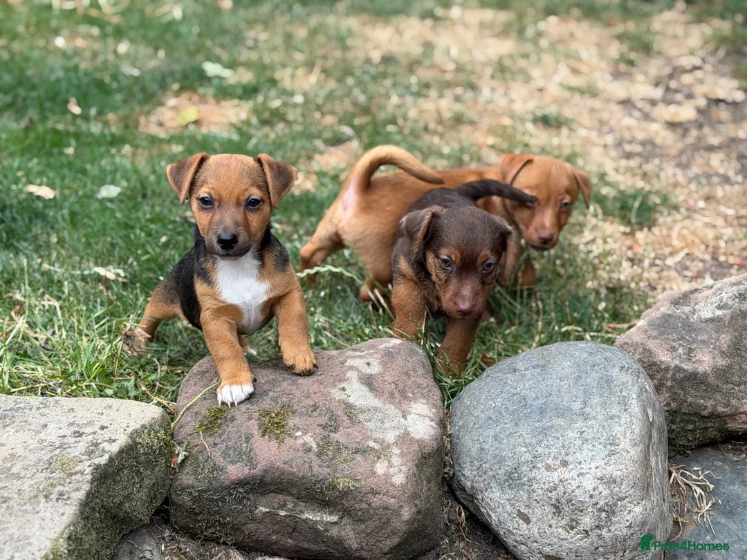 Jack Russell dogs for sale: Three gorgeous jack russell pups  - Advert 20