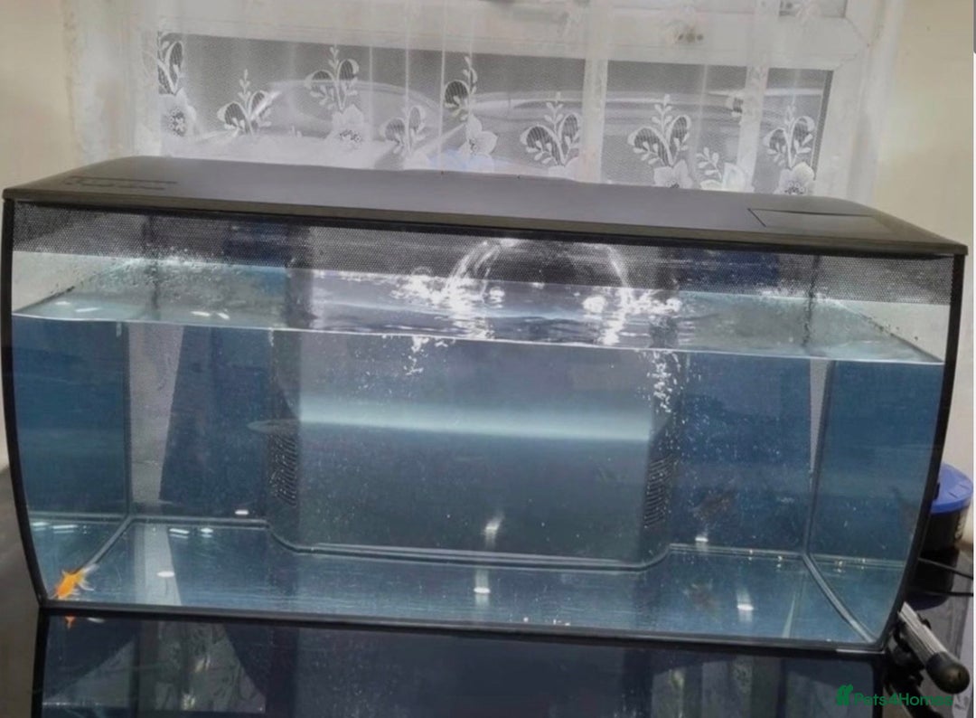 Other/Mixed Breed fish for sale: Fluval Fish Tank 123L - Image 2