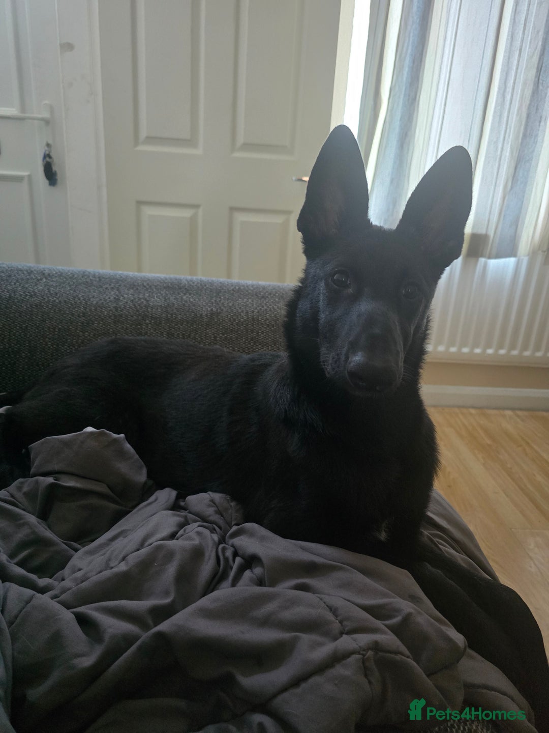 Belgian Shepherd Dog dogs for sale: Rehoming my Belgian Malinios Puppy - Image 2