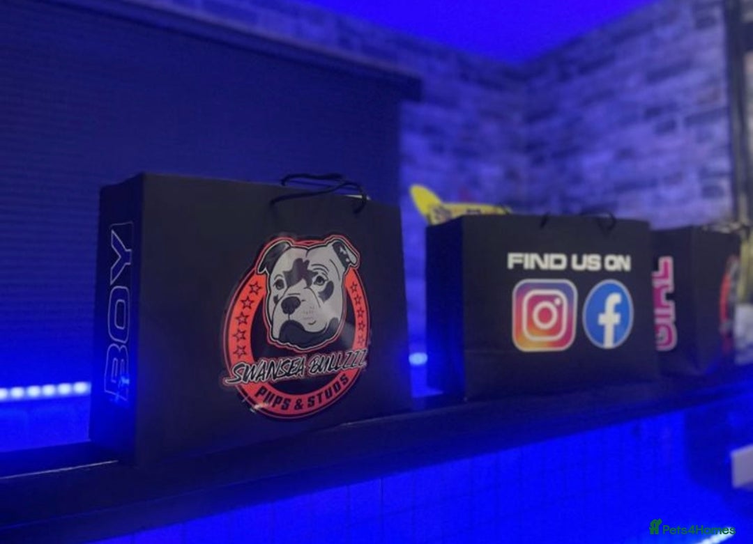 Staffordshire Bull Terrier dogs for sale: Blue Staffordshire Bull Terrier Champion Pup - Advert 27