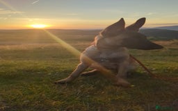 Belgian Shepherd Dog dogs for sale: Rehoming  - Image 6