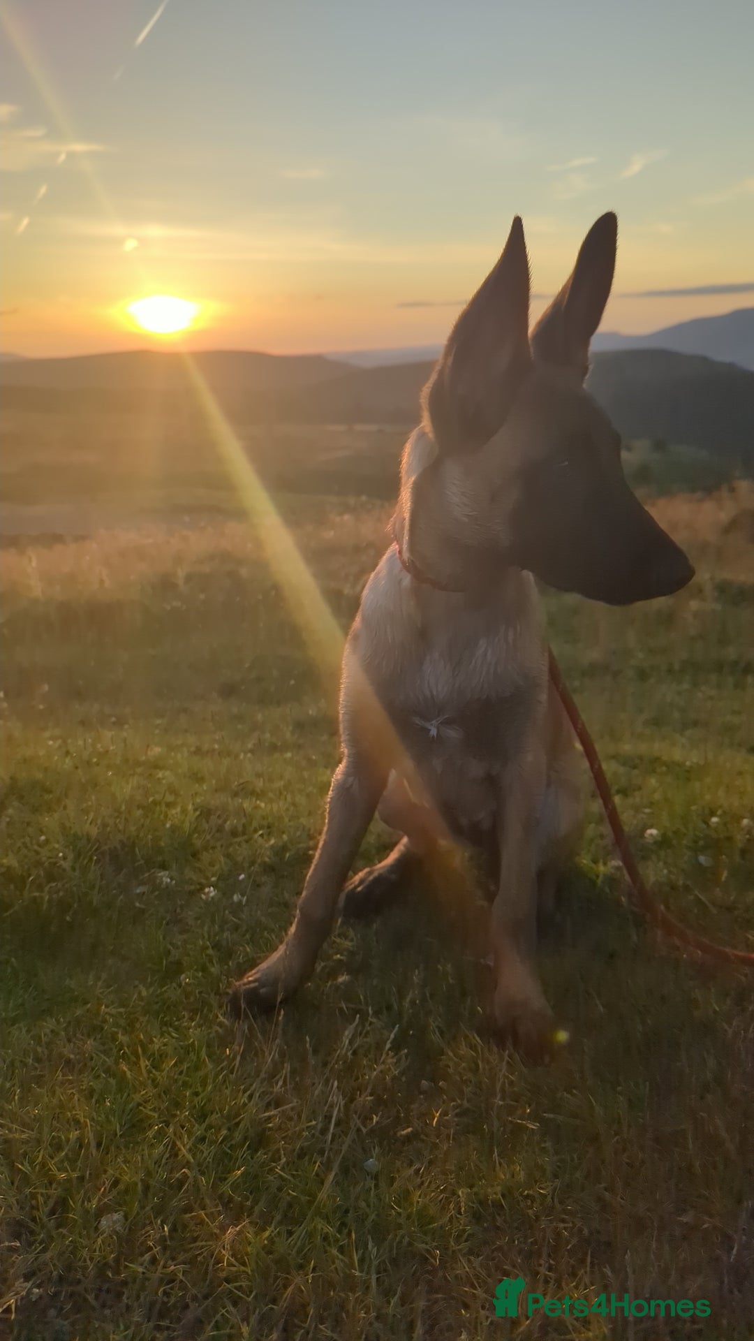 Belgian Shepherd Dog dogs for sale: Rehoming  - Image 6