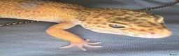 Leopard Gecko reptiles for sale: Leopard Gecko & set up in Kirriemuir - Advert 5