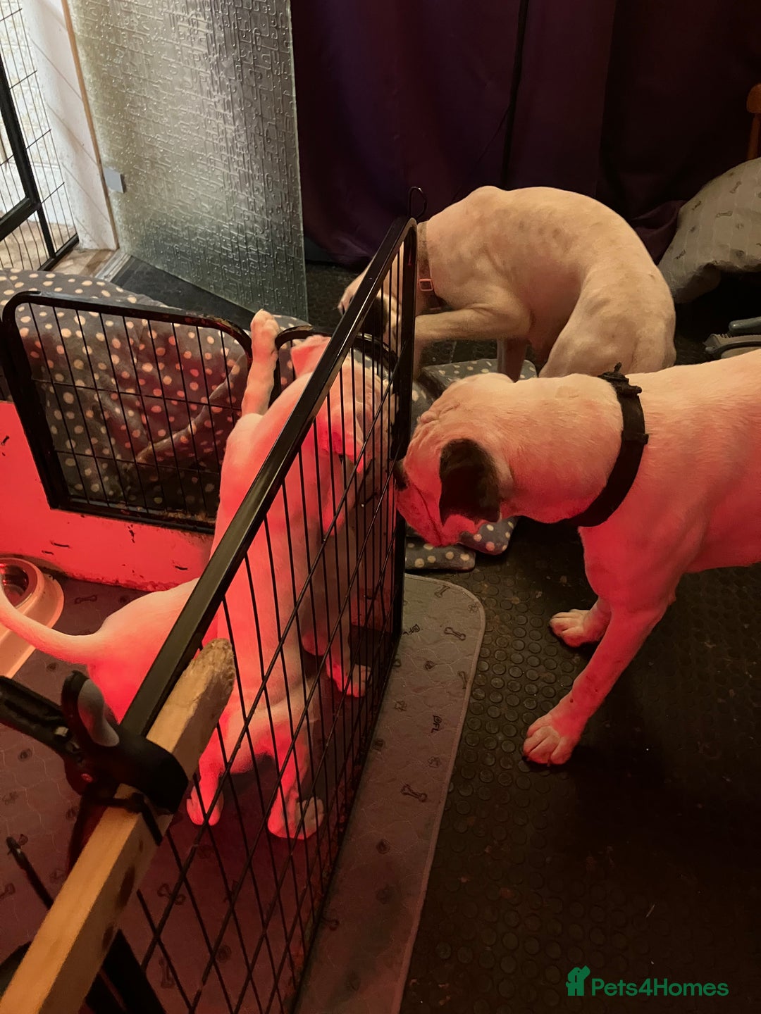 Boxer dogs for sale: Last boxer girl looking for her forever home - Image 3