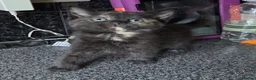 Mixed Breed cats for sale: 2 stunning kittens still available  - Advert 15
