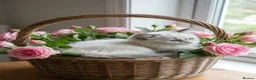 Ragdoll cats for sale: Beautiful Ragdoll kittens - Advert 3
