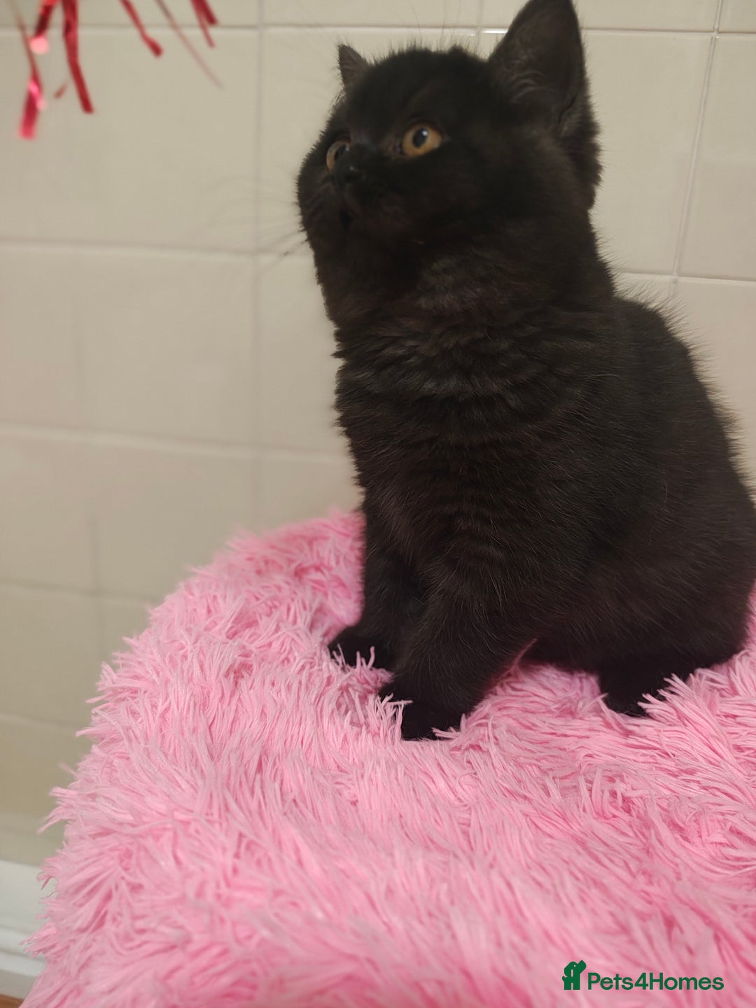 British Shorthair cats for sale: Last blue girl  BSH TICA  registered  - Advert 31