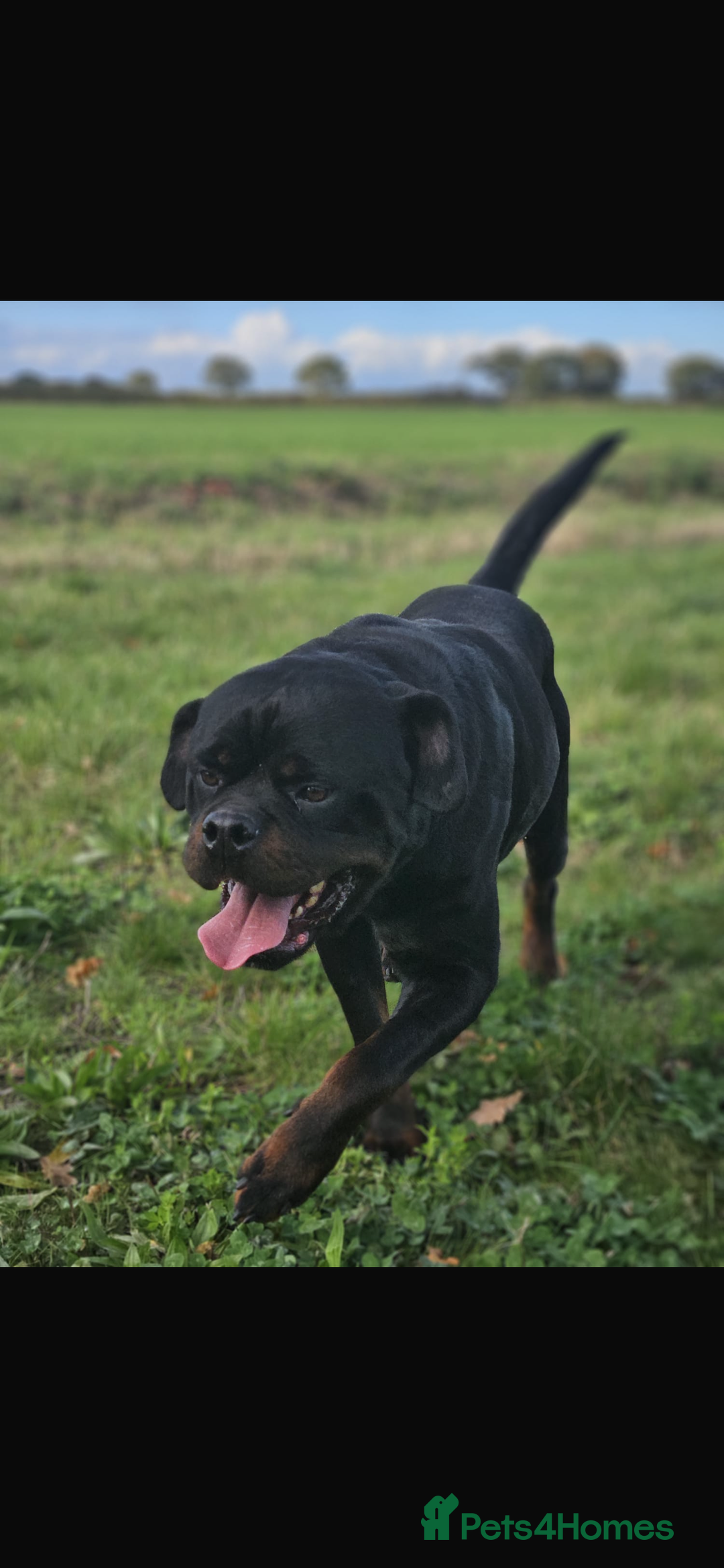 Rottweiler dogs for stud: KC registered STUD ONLY - Advert 9