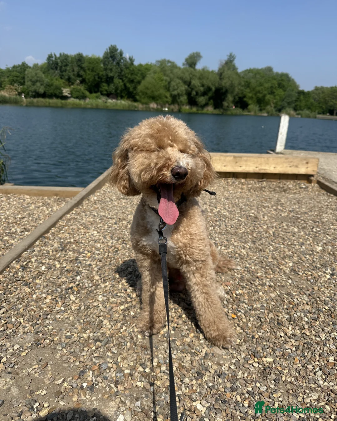 Miniature Poodle dogs for stud: Apricot Miniature Poodle For Stud in London - Advert 1