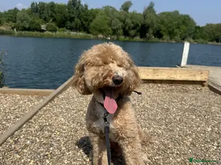 Miniature Poodle dogs Apricot Miniature Poodle For Stud - Advert 1