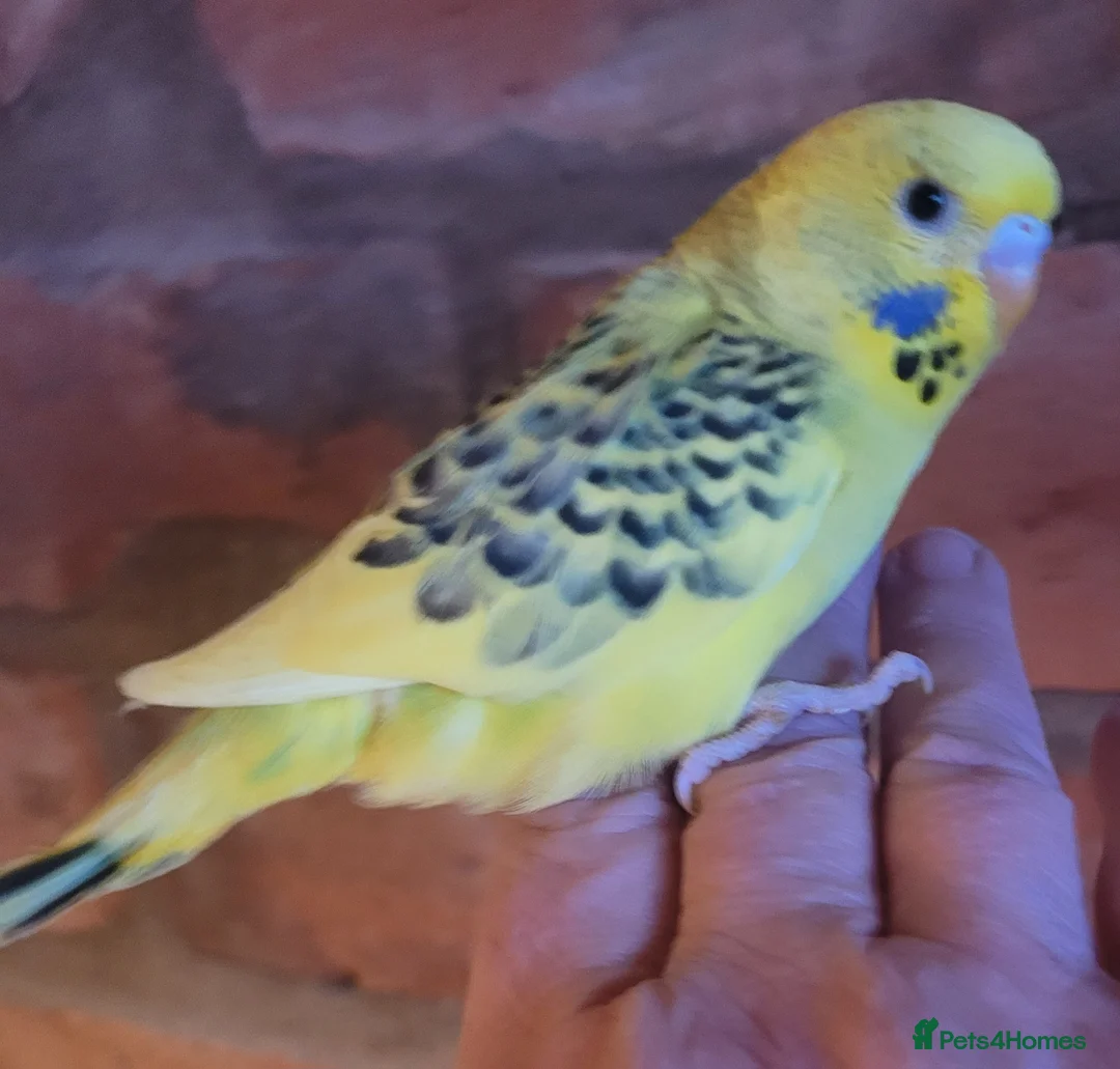 Budgerigars birds for sale: Baby Budgies (no offers) - Advert 28