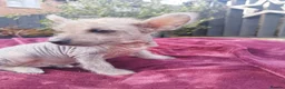 Mexican Hairless dogs for sale: Mexican Hairless cross Chinese crested puppies ❤️ in Manchester - Advert 18