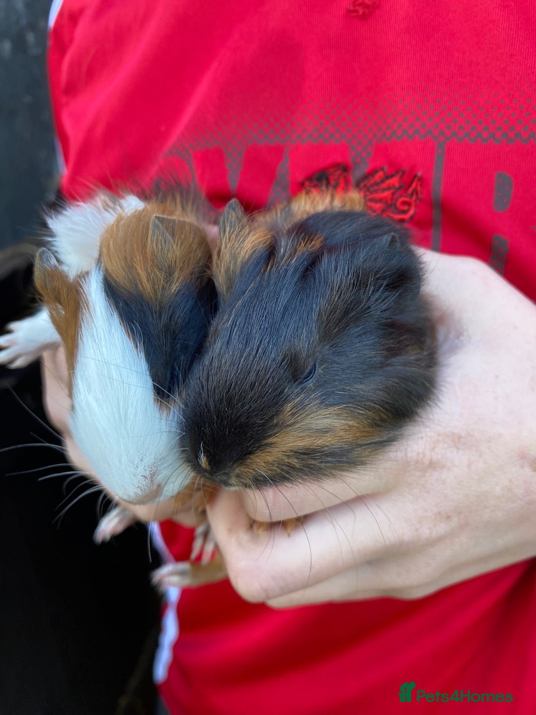 Guinea Pig rodents for sale: Well handled Guinea pigs  - Image 2