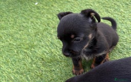 Mixed Breed dogs for sale: Yorkshire terrier x jack Russel *READY NEXT WEEK* - Image 20