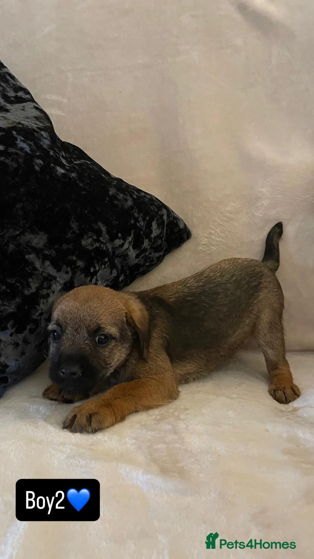 Border Terrier dogs for sale: Border terrier puppies - Advert 3