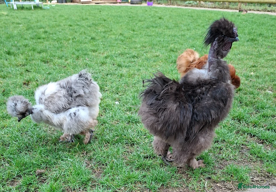 Chickens poultry for sale: Showgirl silkie cockerel  - Advert 1