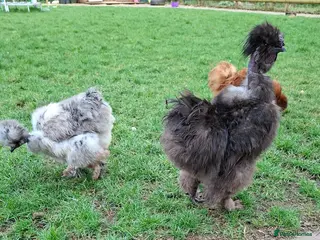 Chickens poultry Showgirl silkie cockerel - Advert 4
