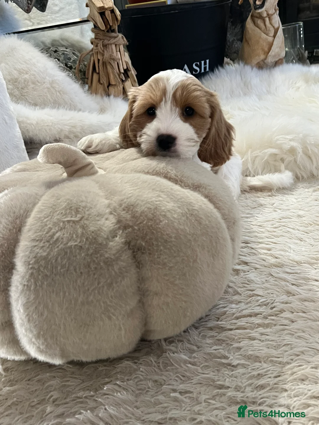 Mixed Breed dogs for sale: Litter of cavapooshions  - Advert 2