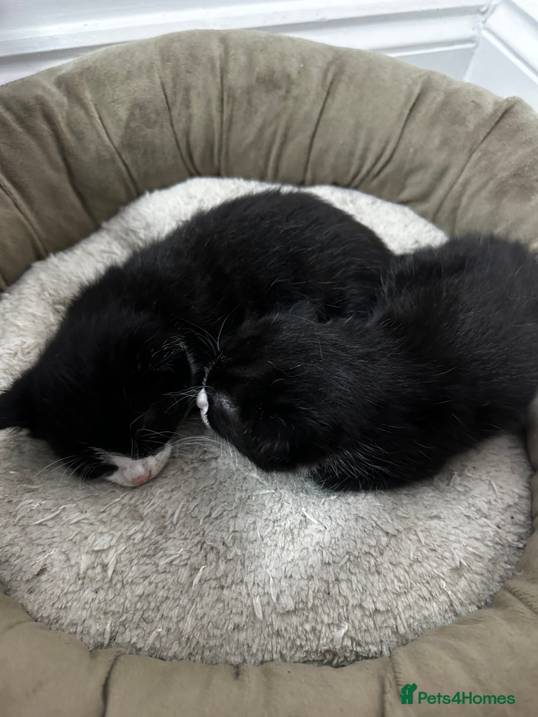 Norwegian Forest Cat cats for sale: 🐾 Adorable Kittens Looking for Loving Homes 🐾 - Advert 2