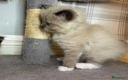 Ragdoll cats for sale: Pedigree Cherubim Ragdoll Kittens💫 - Image 10