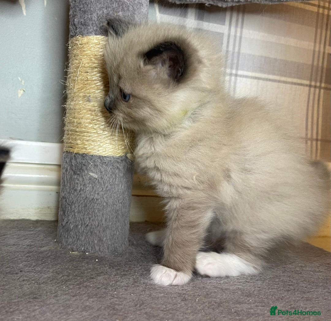 Ragdoll cats for sale: Pedigree Cherubim Ragdoll Kittens💫 - Image 10