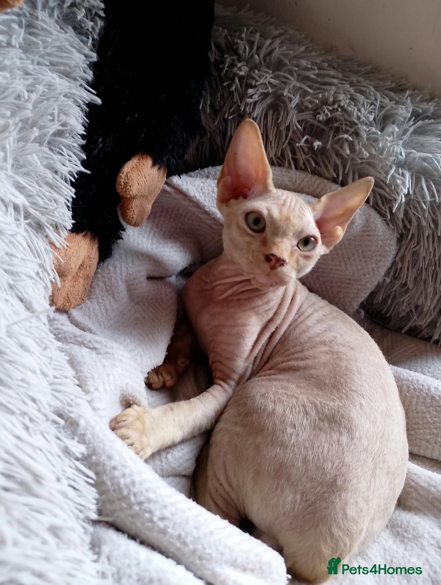 Sphynx cats LAST MALE AVAILABLE. 5 Canadian Sphynx kittens  - Advert 1