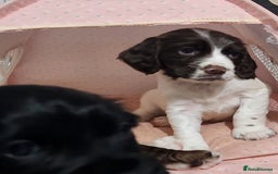 Cocker Spaniel dogs for sale: Cocker spaniel puppys. - Image 8